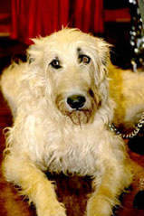 Wolfhound Eats Well, Stays Healthy