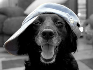 Loves Pet Chef and No More Itch